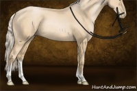 Horse Color:Palomino Pearl Sabino Tobiano Rabicano 