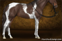 Horse Color:Liver Chestnut Tobiano 
