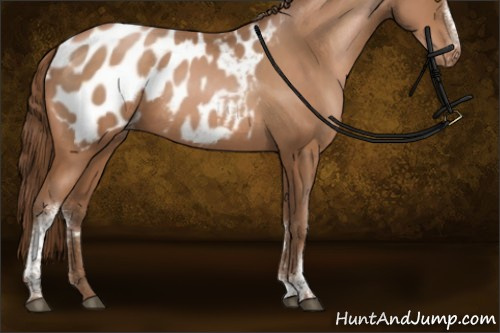 Horse Color:White Spotted Bay Pearl Sabino Appaloosa Rabicano 