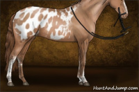 Horse Color:White Spotted Bay Pearl Sabino Appaloosa Rabicano 