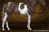 Horse Color:Liver Chestnut Tobiano Rabicano 
