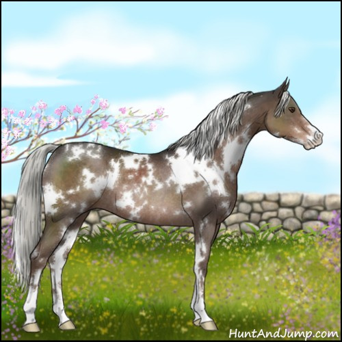 Horse Color:White Spotted Liver Chestnut Mushroom Sabino Rabicano