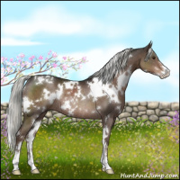 Horse Color:White Spotted Liver Chestnut Mushroom Sabino Rabicano 