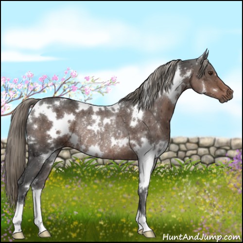 Horse Color:White Spotted Liver Chestnut Mushroom Rabicano