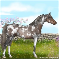 Horse Color:White Spotted Liver Chestnut Mushroom Rabicano 