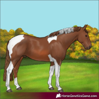 Horse Color:Chestnut Tobiano