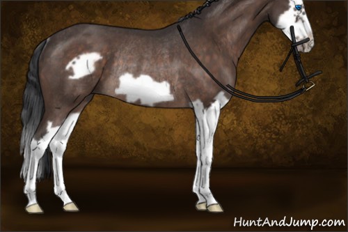 Horse Color:Brown Roan Splash Frame Rabicano 