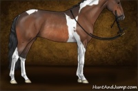Horse Color:Bay Tobiano Rabicano 