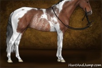Horse Color:Bay Tobiano Rabicano 