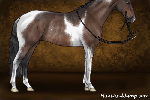 Horse Color:Brown Tobiano Rabicano 