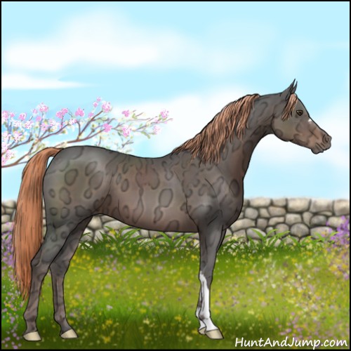 Horse Color:Liver Chestnut Ice 