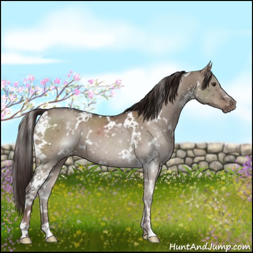 Horse Color:White Spotted Liver Red Dun 