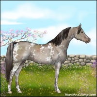 Horse Color:White Spotted Liver Red Dun 