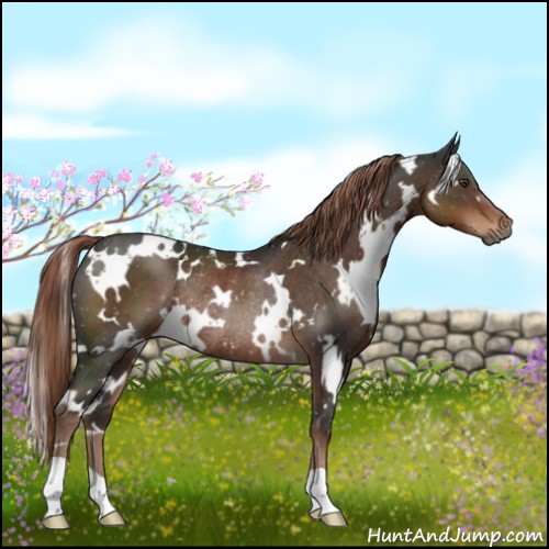 Horse Color:White Spotted Liver Chestnut Rabicano 