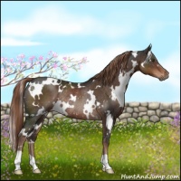 Horse Color:White Spotted Liver Chestnut Rabicano 