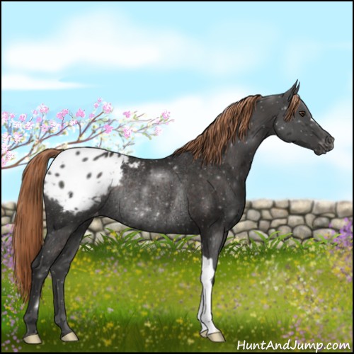 Horse Color:Liver Chestnut Appaloosa Rabicano 