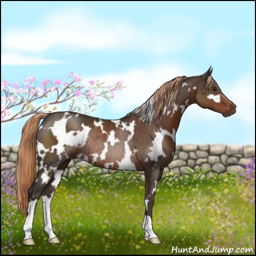 Horse Color:White Spotted Liver Chestnut Rabicano 