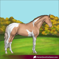 Horse Color:Gold Champagne Tobiano