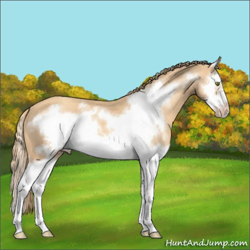 Horse Color:Gold Champagne Splash Frame 