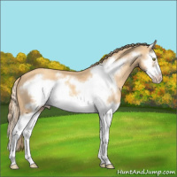 Horse Color:Gold Champagne Splash Frame 