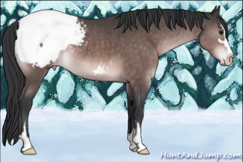 Horse Color:Platinum Brown Sabino Appaloosa 