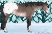 Horse Color:Platinum Brown Sabino Appaloosa 