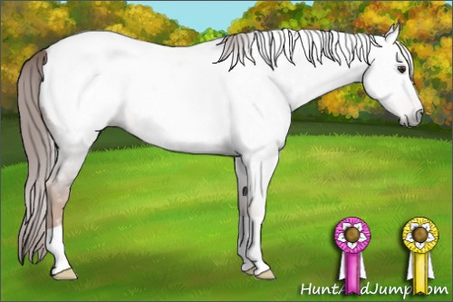 Horse Color:Gray Chestnut Appaloosa