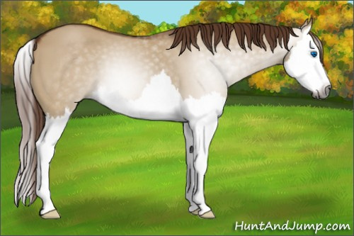Horse Color:Gray Red Dun Splash 