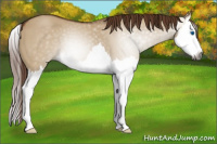 Horse Color:Gray Red Dun Splash 