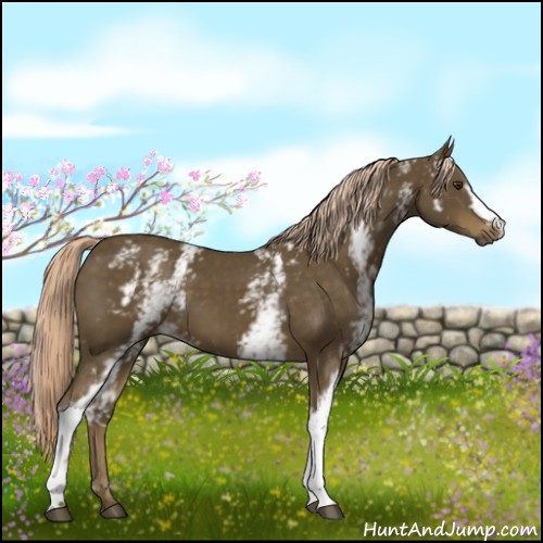 Horse Color:White Spotted Chocolate Palomino 