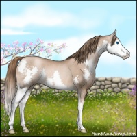Horse Color:Liver Chestnut Pearl Sabino Splash Rabicano 