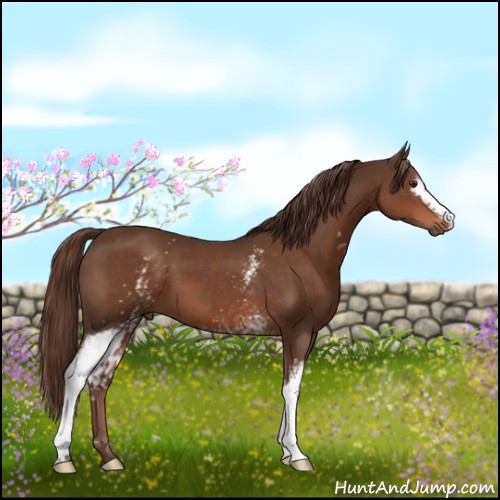 Horse Color:White Spotted Liver Chestnut 