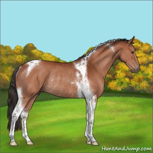 Horse Color:Brown Tobiano Rabicano 