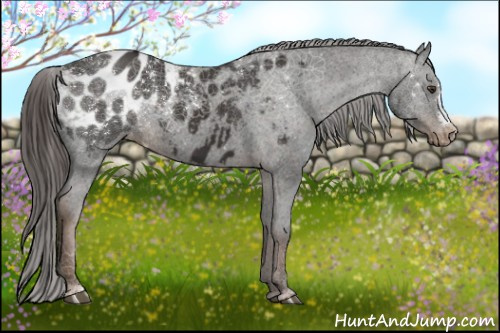 Horse Color:Liver Chestnut Appaloosa 