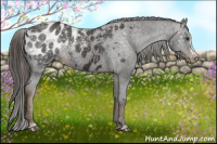 Horse Color:Liver Chestnut Appaloosa 