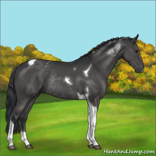 Horse Color:Black Tobiano Rabicano 