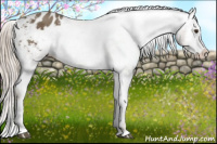 Horse Color:Chocolate Palomino Sabino Splash Appaloosa 