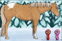 Horse Color:Palomino Appaloosa 