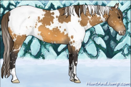 Horse Color:White Spotted Buckskin Appaloosa 