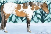 Horse Color:White Spotted Buckskin Appaloosa 