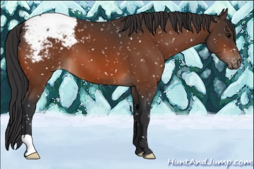 Horse Color:Bay Appaloosa