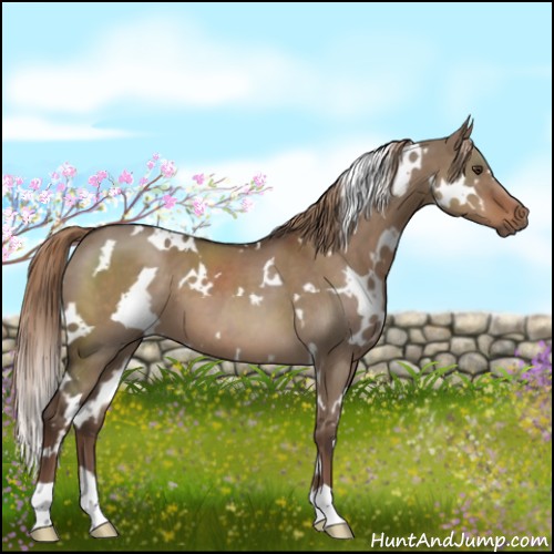 Horse Color:White Spotted Liver Red Dun 