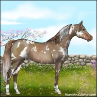 Horse Color:White Spotted Liver Red Dun 