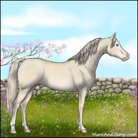 Horse Color:Cremello Dun 