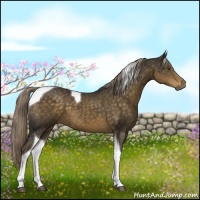 Horse Color:Chocolate Palomino Tobiano 