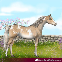Horse Color:White Spotted Chocolate Palomino Dun Sabino Brindle