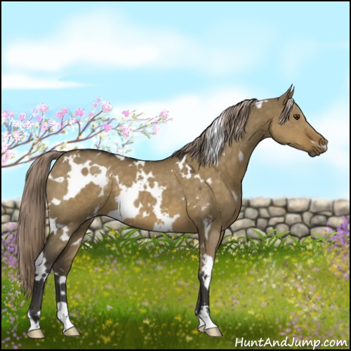 Horse Color:White Spotted Chocolate Palomino Dun 