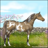 Horse Color:White Spotted Chocolate Palomino Dun 