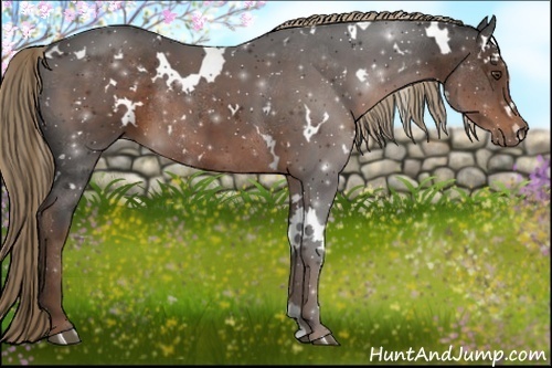 Horse Color:White Spotted Liver Chestnut Rabicano 