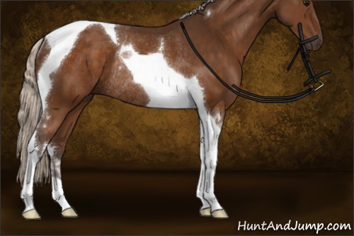 Horse Color:Silver Buckskin Tobiano Rabicano 